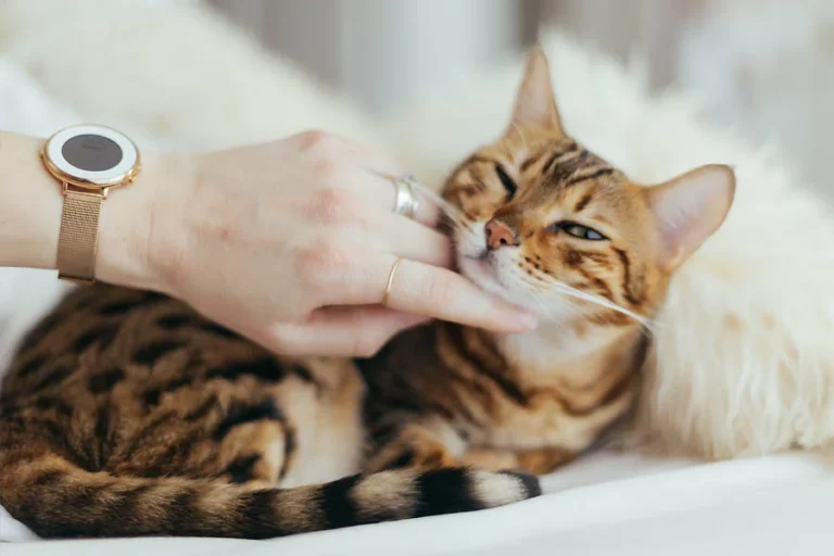 Cat Tent Bed for Indoor