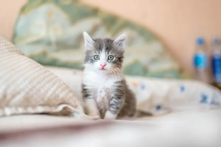 Cat Tent Bed for Indoor