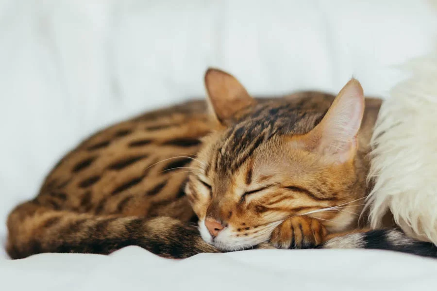 Cozy Cat Tent Bed