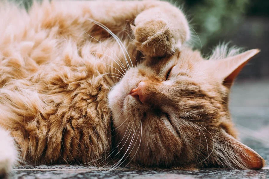 Cat Tent Bed for Indoor